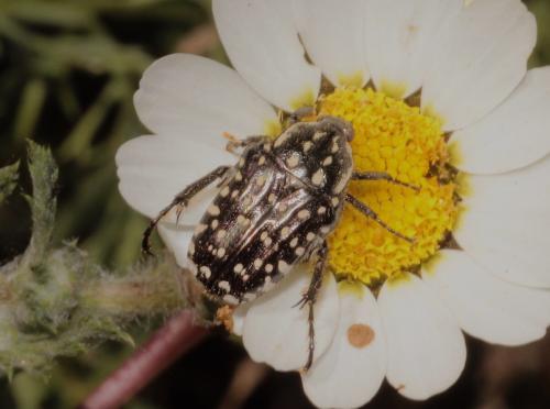 Oxythyrea funesta